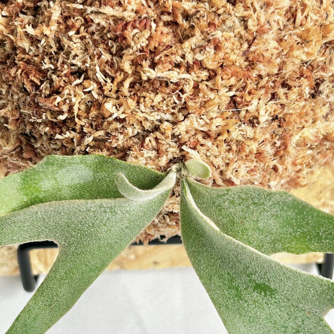 P. wilinckii Golden Boy spore【48】 - メルカリ