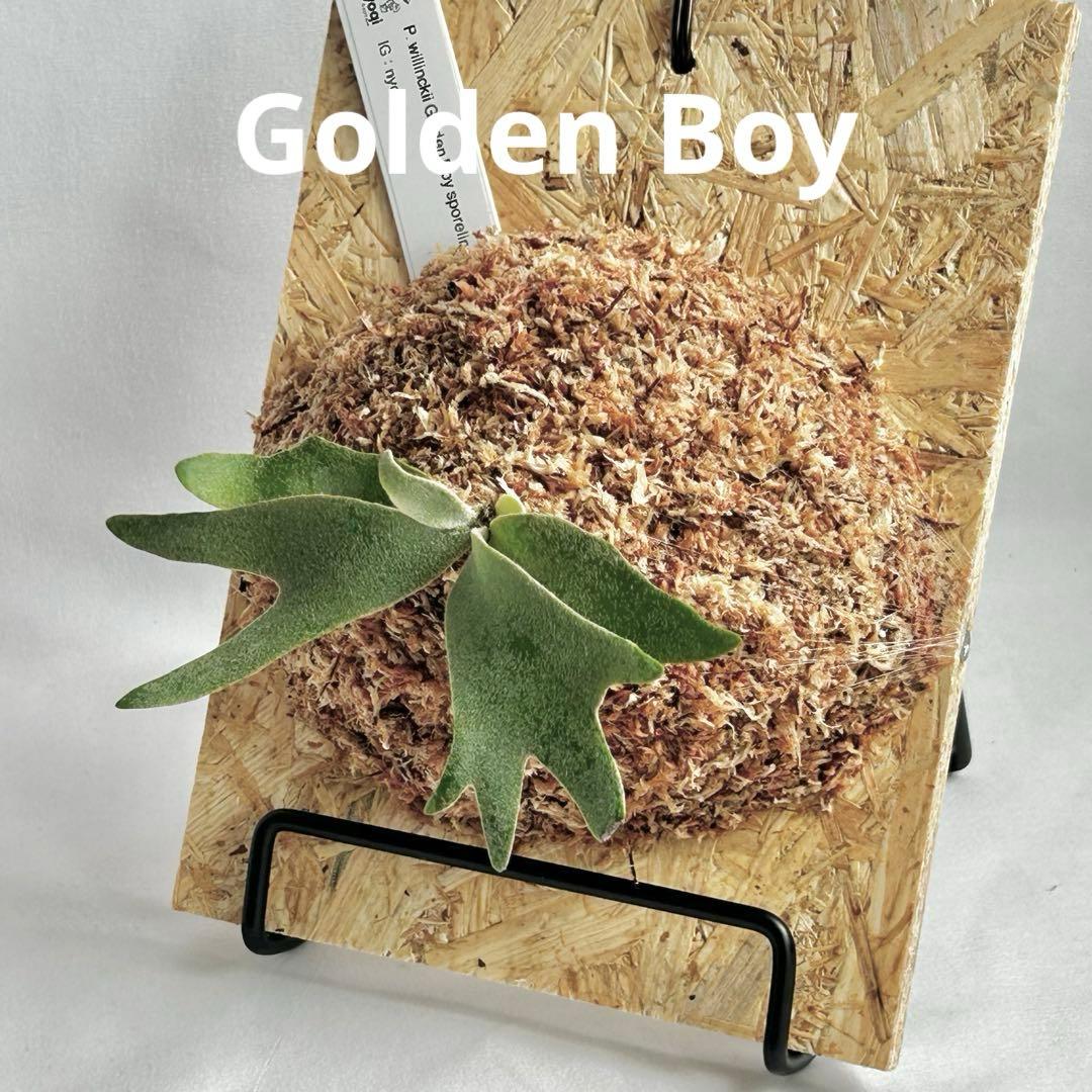 P. wilinckii Golden Boy spore【48】 - メルカリ