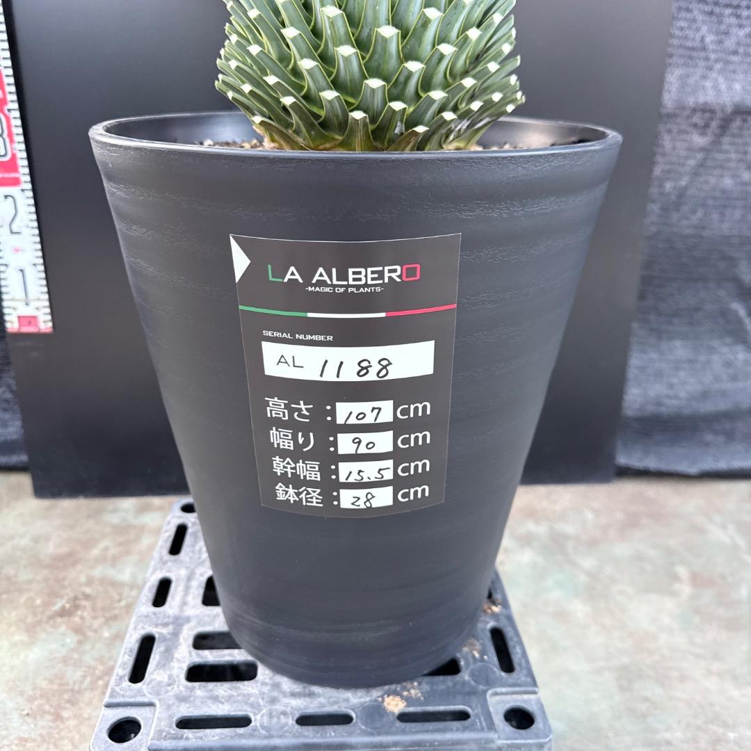 AL1186】ユッカ ロストラータ ランチョブルー - メルカリ 【AL1188