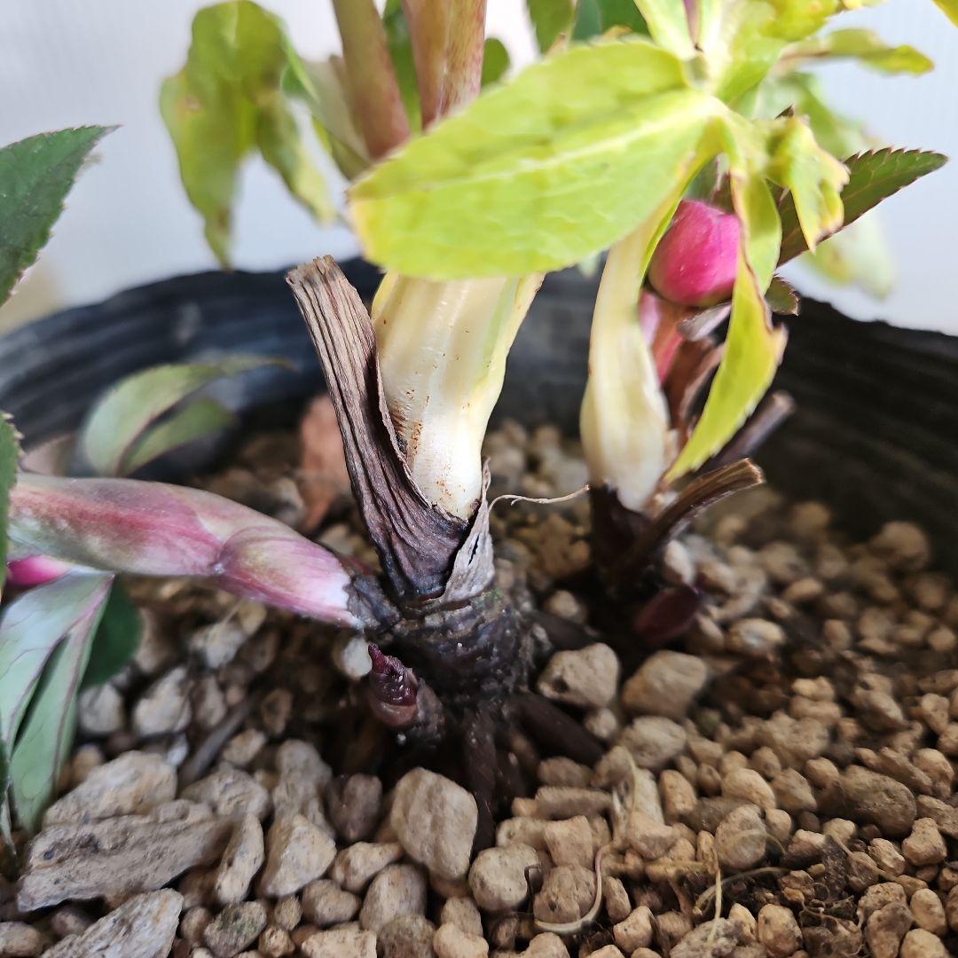 AYA♪LA、、、様ご購入苗㉖-254㉖-301クリスマスローズ 冬の庭を