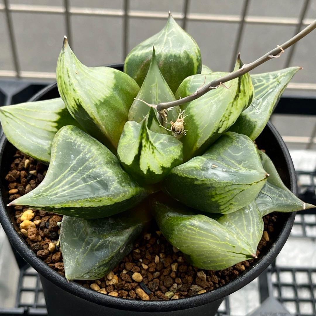 太幹(現品)根上り 曲がりガジュマル 昇り龍 登り 曲線7号