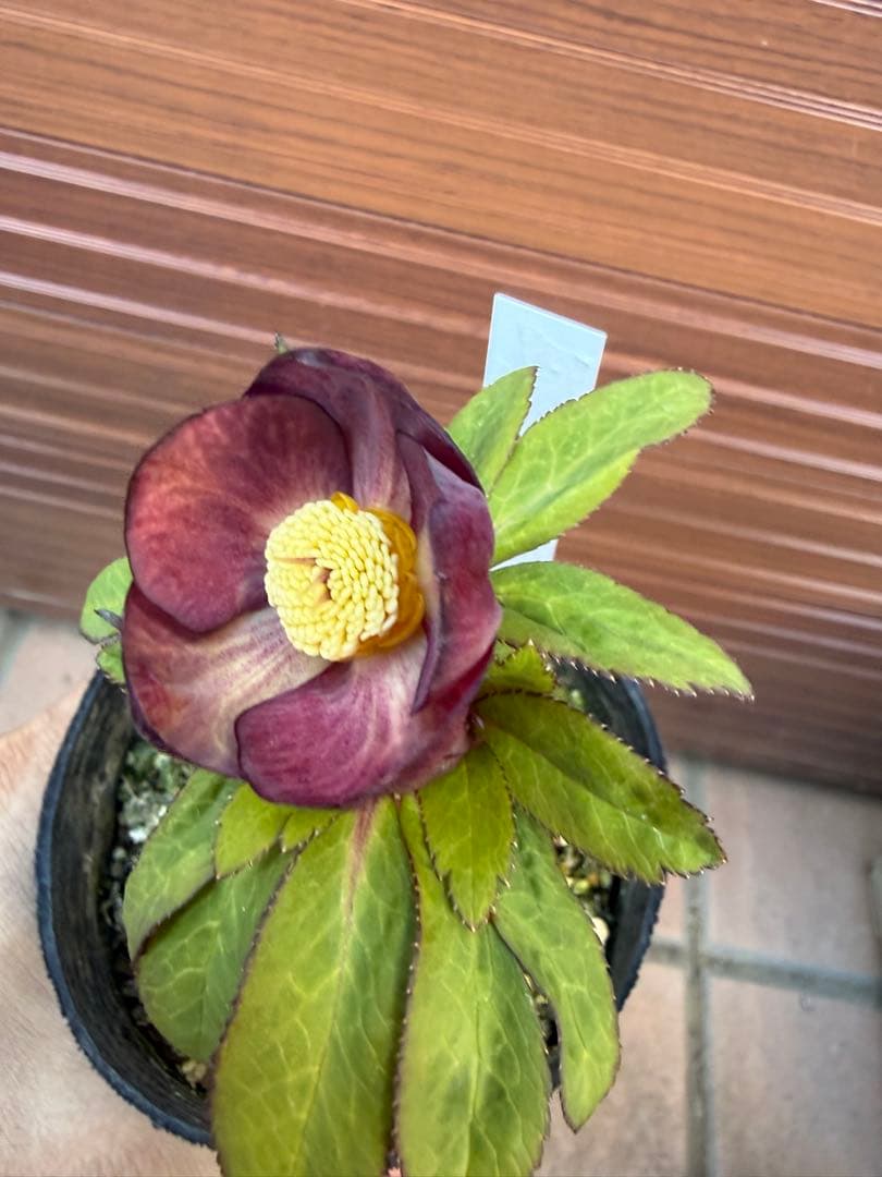 未株分】大木ナーセリー クリスマスローズ プルプラ系オーレア交配