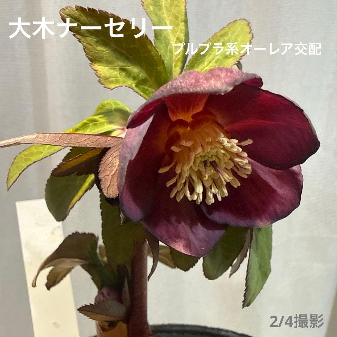 未株分】大木ナーセリー クリスマスローズ プルプラ系オーレア交配