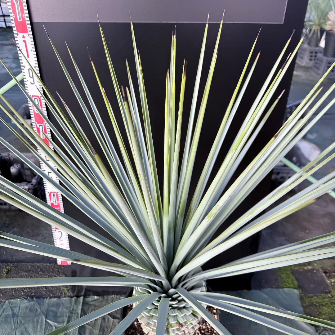 じ*歩様 【AL1126】ユッカ　リギダ