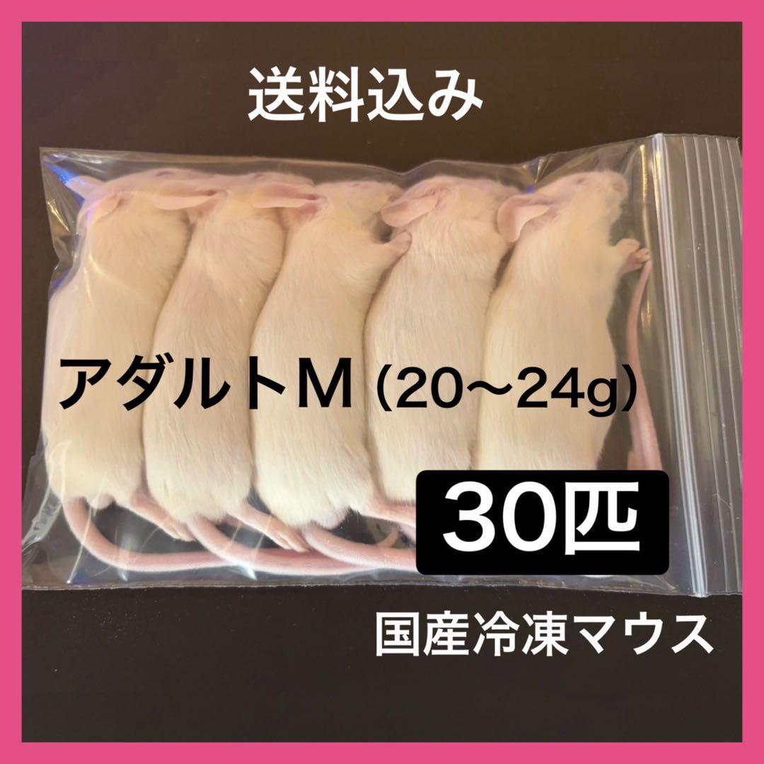 冷凍マウス アダルトM30匹 ※日時指定希望の方は必ず説明欄をお読み