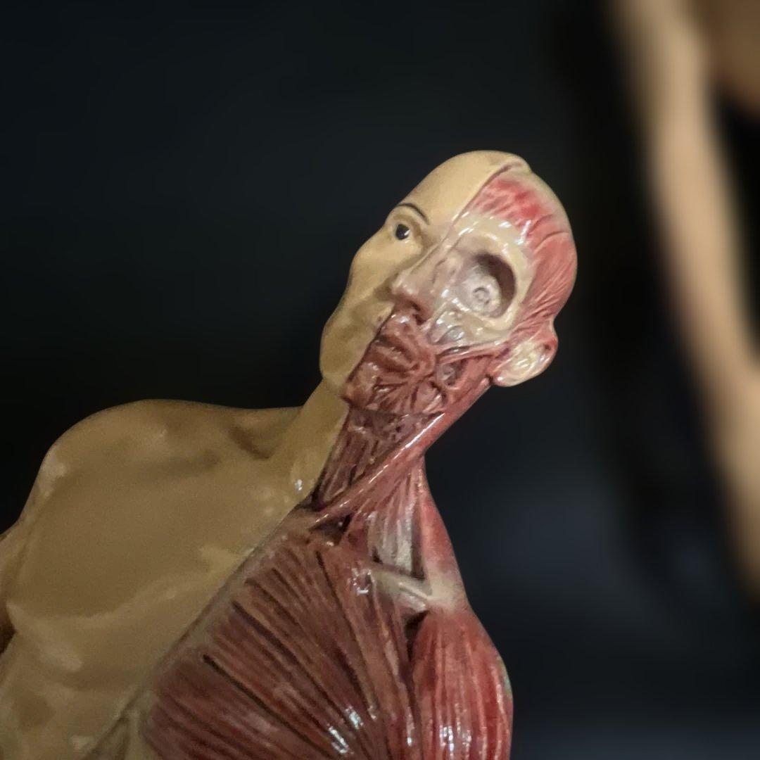 人体模型　貴重　激レア　男女