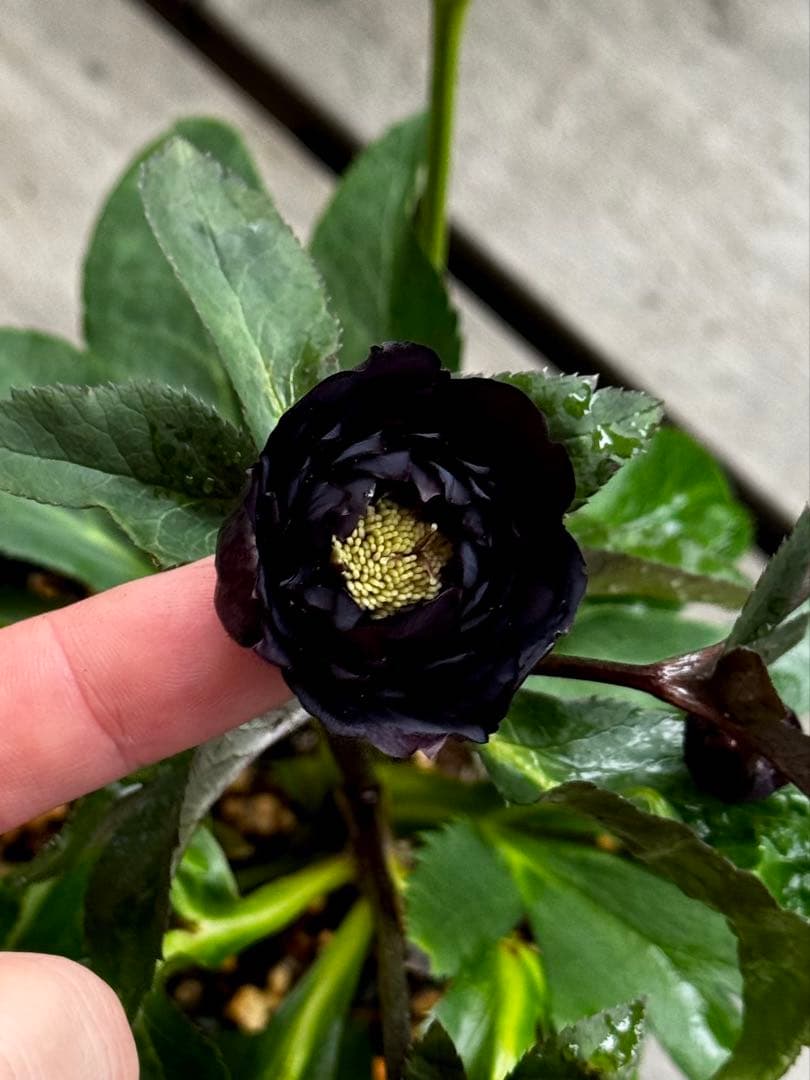 クリスマスローズ 開花株 小輪多弁ブラック(クレオパトラ×美黒姫) クリスマスローズ 開花株 小輪多弁ブラック(クレオパトラ×美黒姫