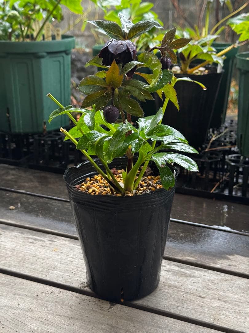 クリスマスローズ 開花株 小輪多弁ブラック(クレオパトラ×美黒姫