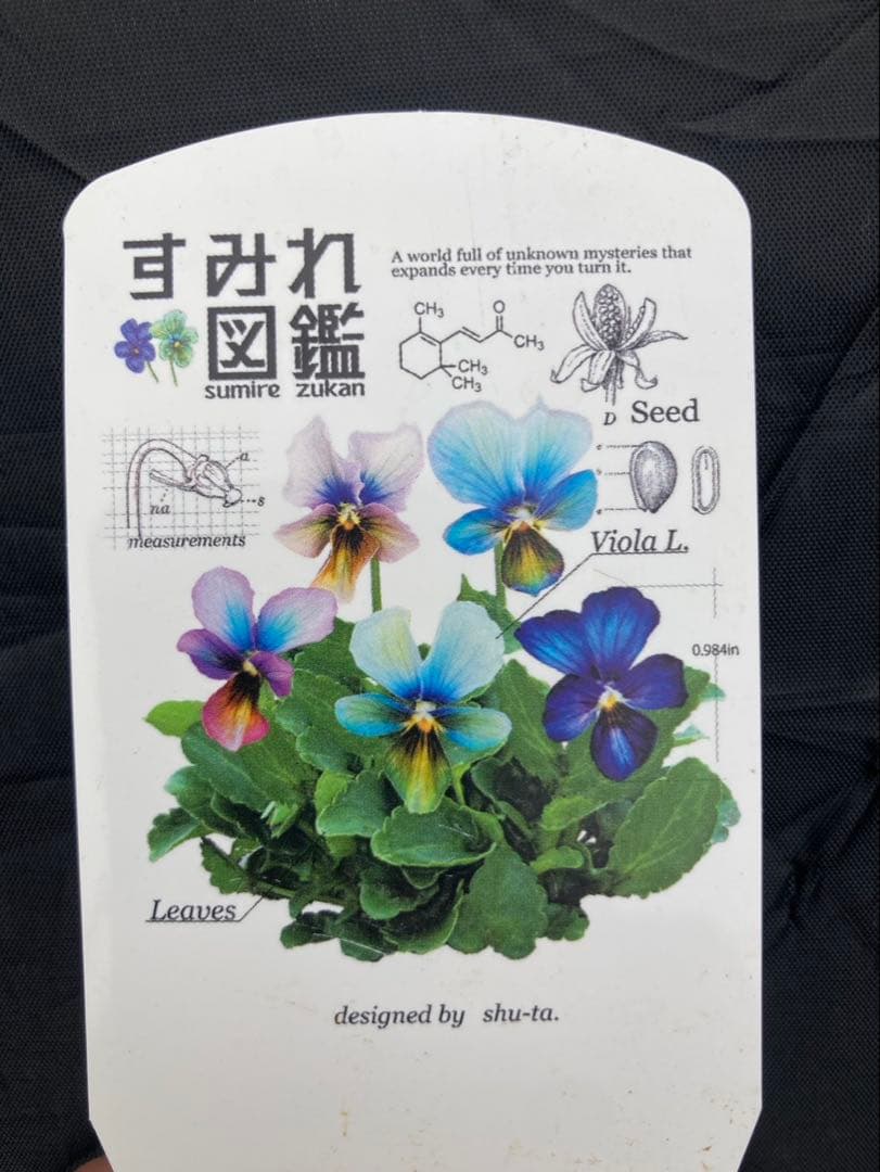 R*U様 すみれ図鑑　ビオラ　超濃　D-1 希少】 おひとり様1苗限定 ビオラ 『すみれ図鑑』 3.5寸POT