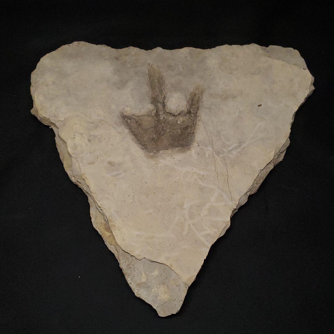 再開予定　準備中さま　希少 グラレーター 恐竜 足跡 270mm fr60 厳選品、巨大かつ鮮明！しかも両面で見られます！3本の指跡が残された