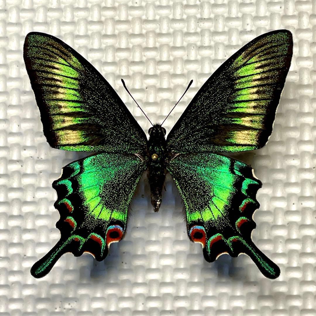 蝶標本 北海道産 極美麗ミヤマカラスアゲハ♂ 飼育品 完品