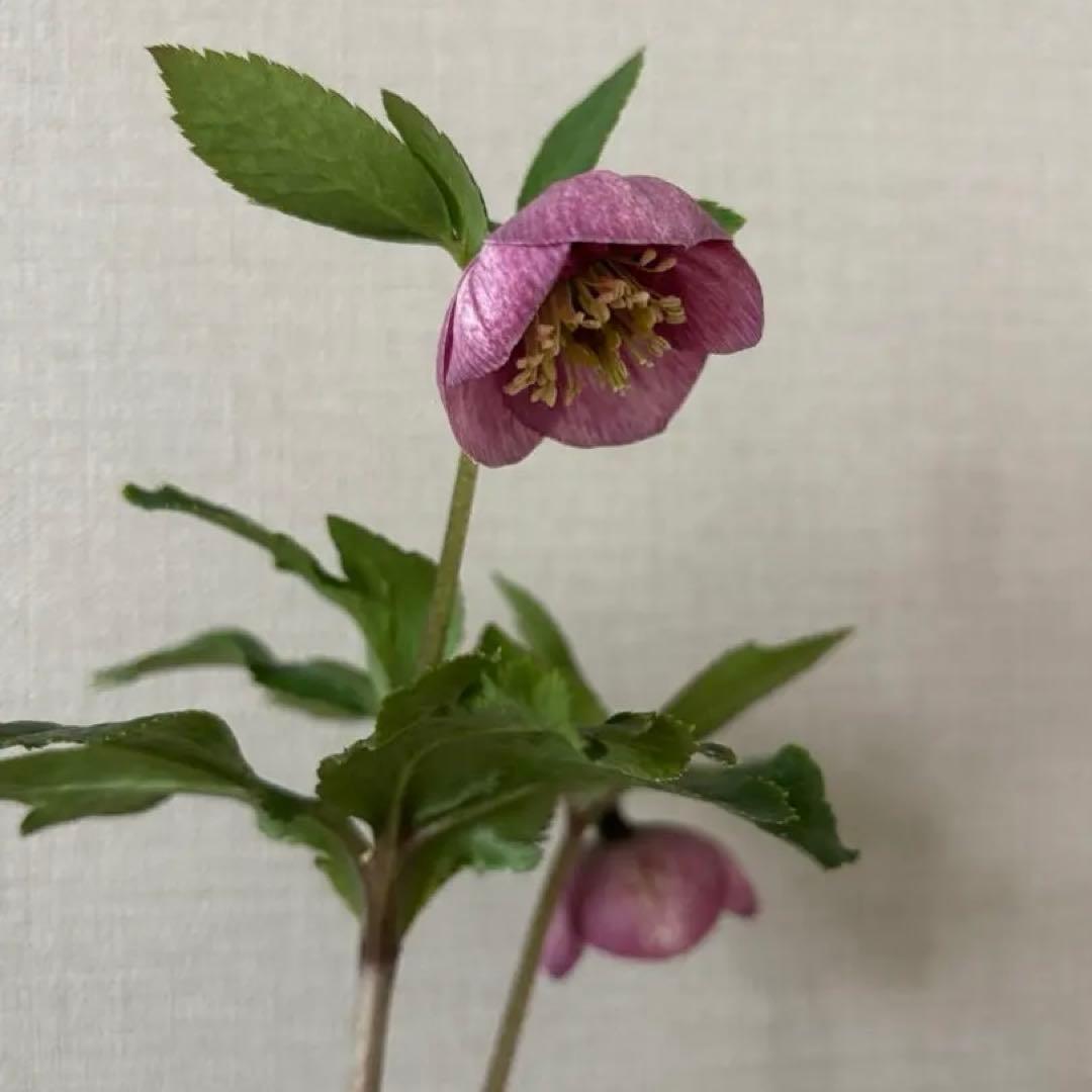 加藤農園 クリスマスローズ カップ咲き SD - メルカリ