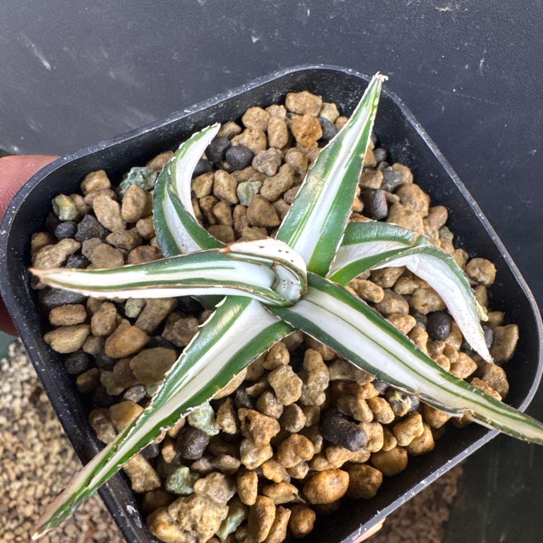 まぁーちゃん　速達込みアガベ　笹の雪　氷山子株　純白中斑