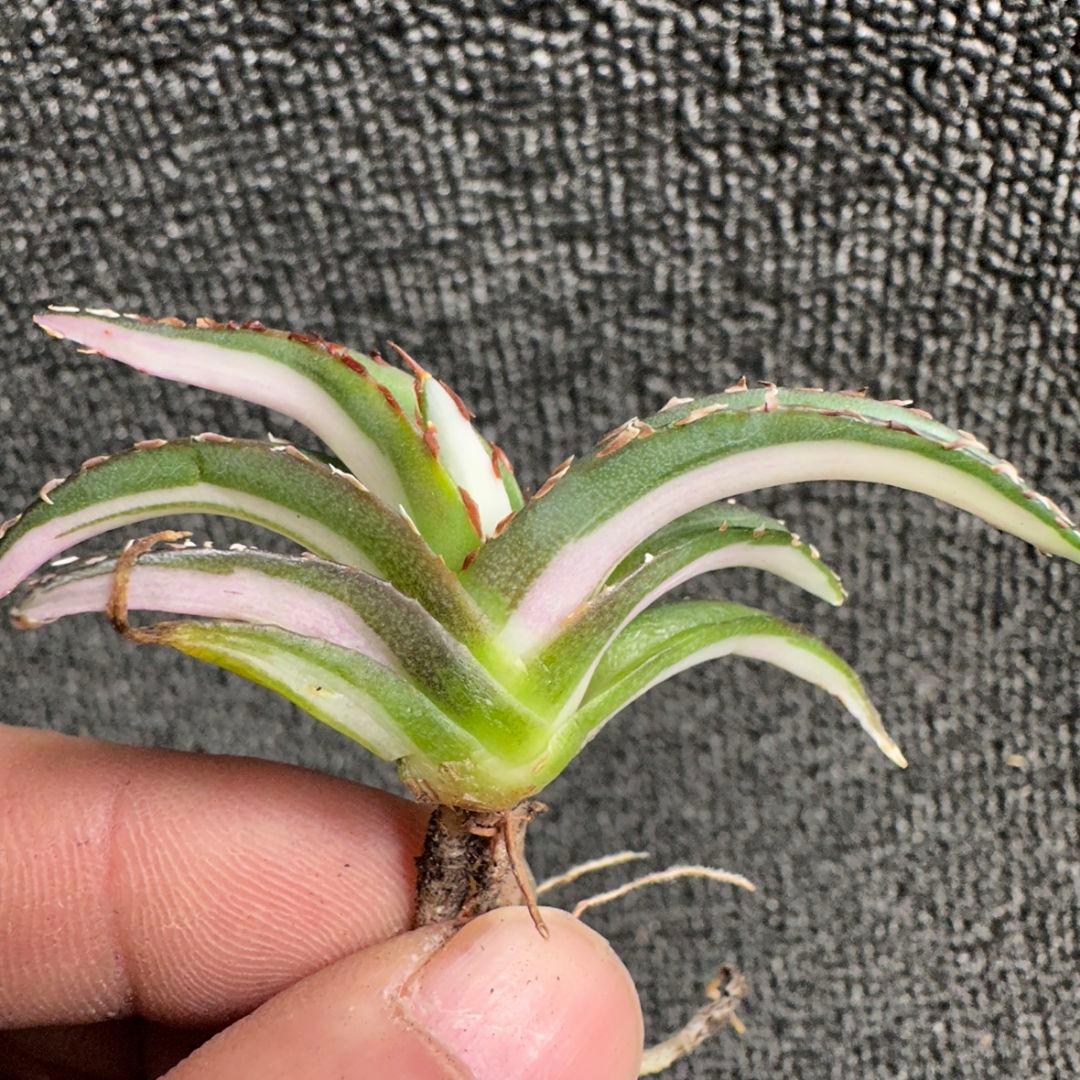 2171アガベ チタノタ 丸叶氷山錦 白中斑 極上中小株 5株セット - メルカリ