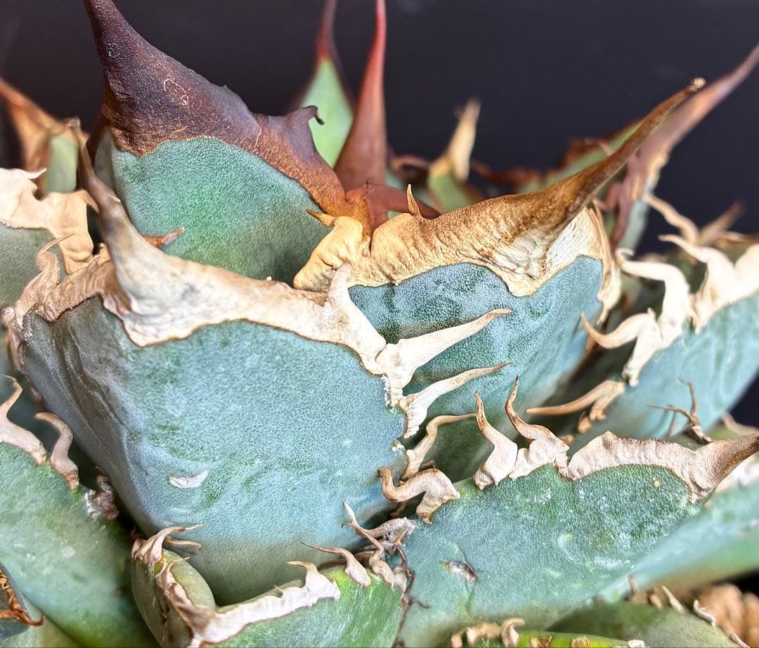 アガベ オアハカオテロイ現地実生株の仔株/検悪魔くんスーパーチタノタ