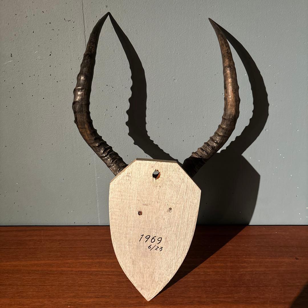 インパラ 頭骨 ハンティングトロフィー 標本 剥製 角 - メルカリ