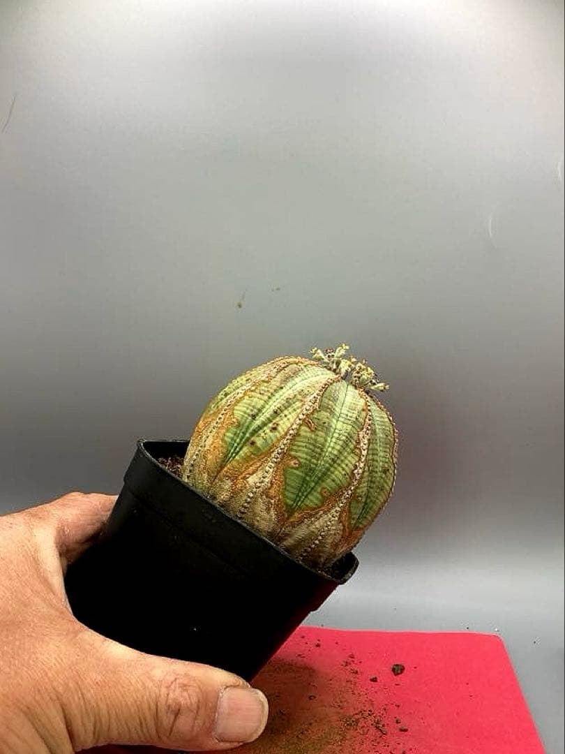 《3号WB》ユーフォルビア　オールド　オベサ　雌株