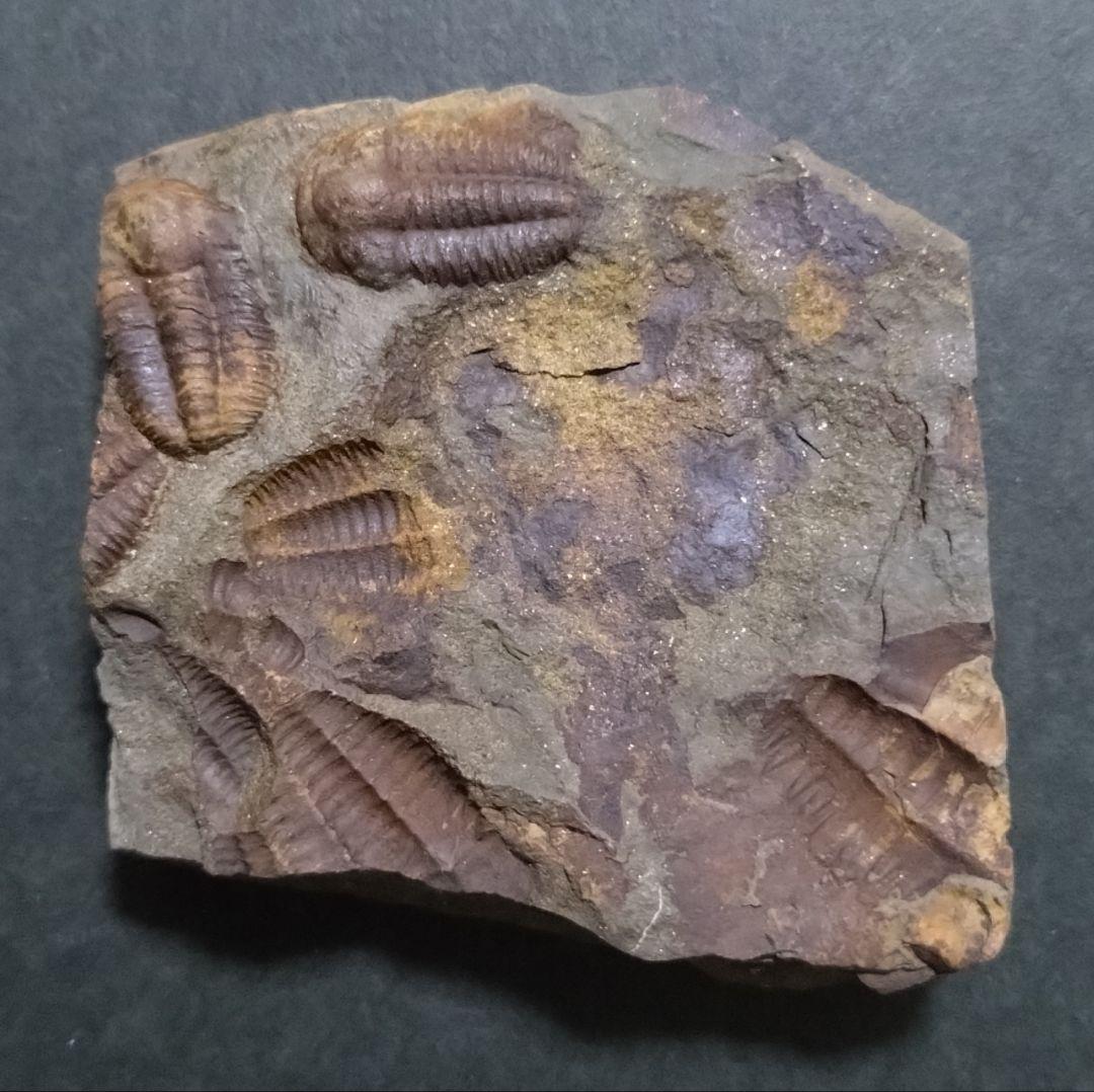 【カンブリア紀】チェツェ産　三葉虫 エリプソセファルス・ホッフィの群集化石 カンブリア紀】チェコインツェ産 三葉虫 エリプソセファルス・ホッフィ