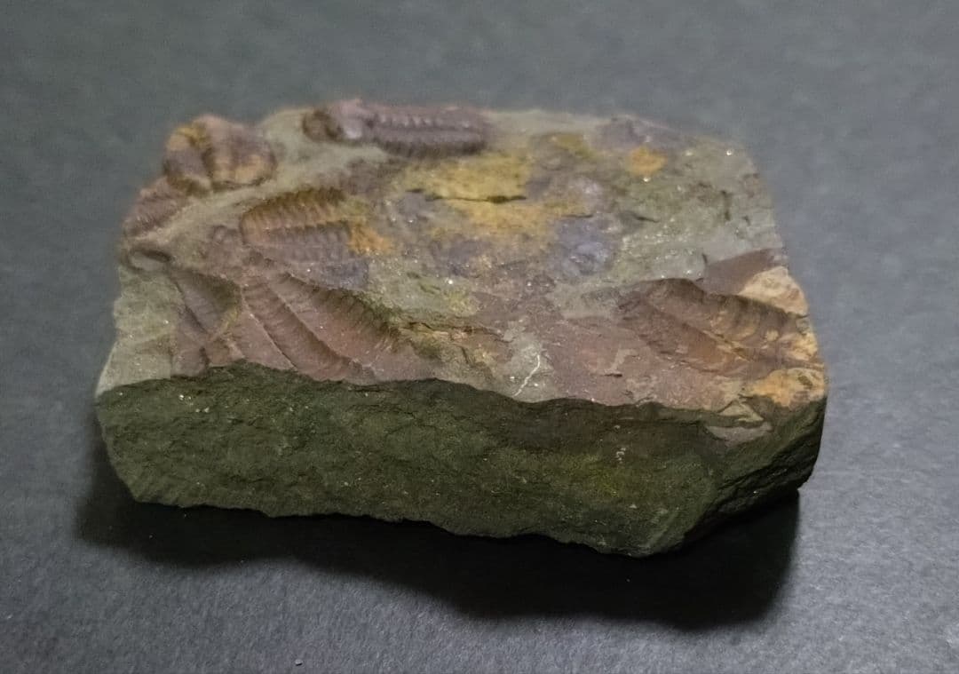 カンブリア紀】チェコインツェ産 三葉虫 エリプソセファルス・ホッフィ