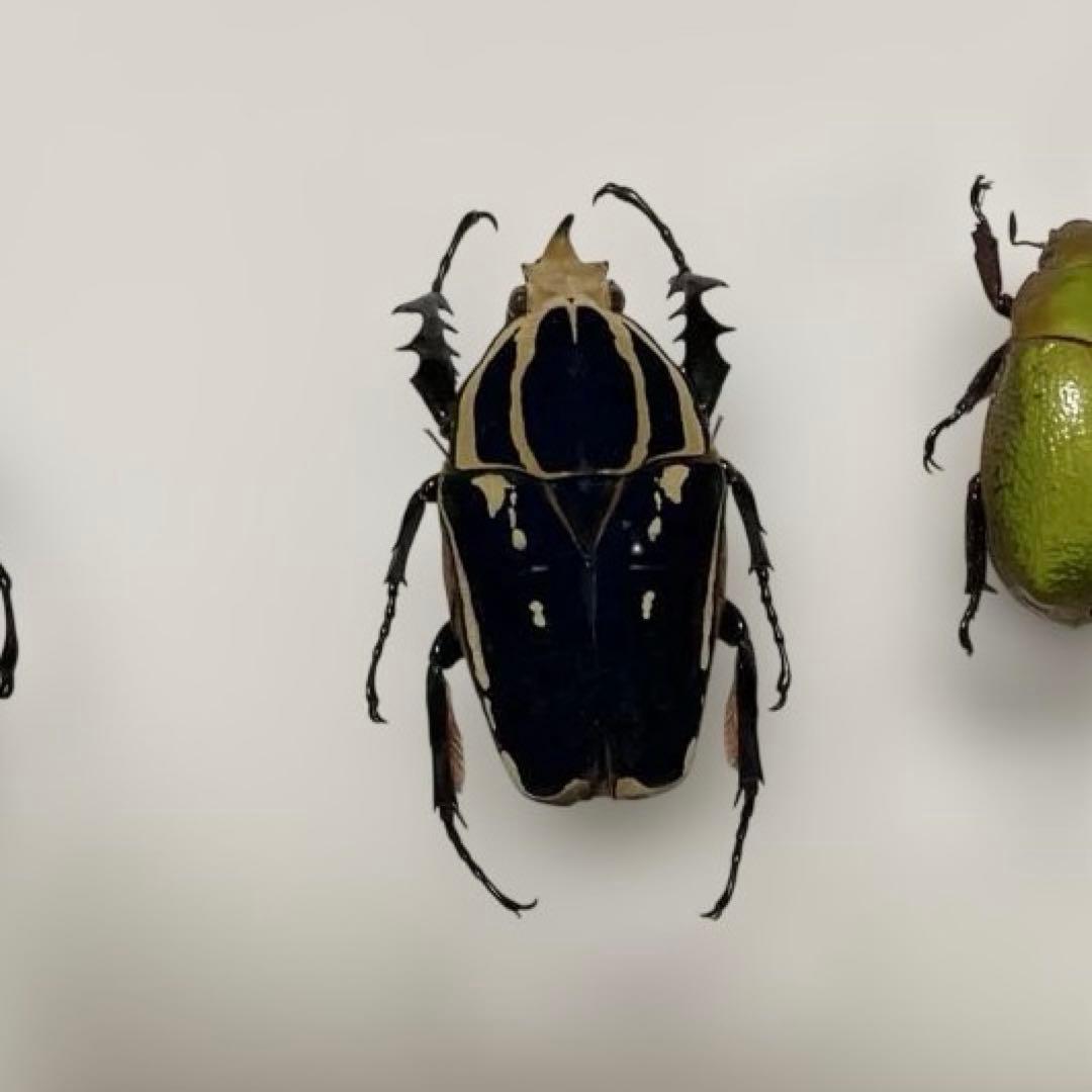 ウガンデンシスオオツノカナブン 標本 飼育品 - メルカリ