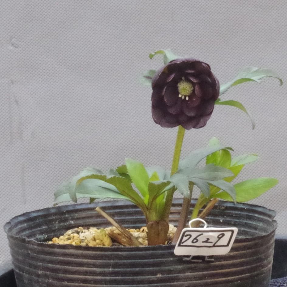 7669 dd灰ブラック クリスマスローズ開花 加藤農園一点物】加藤農園