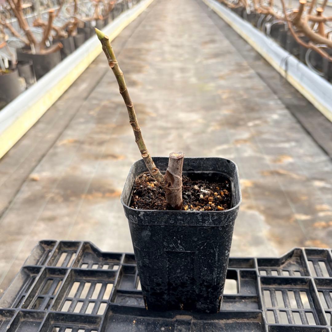 Das Far La Figuera 挿木苗 イチジク - メルカリ