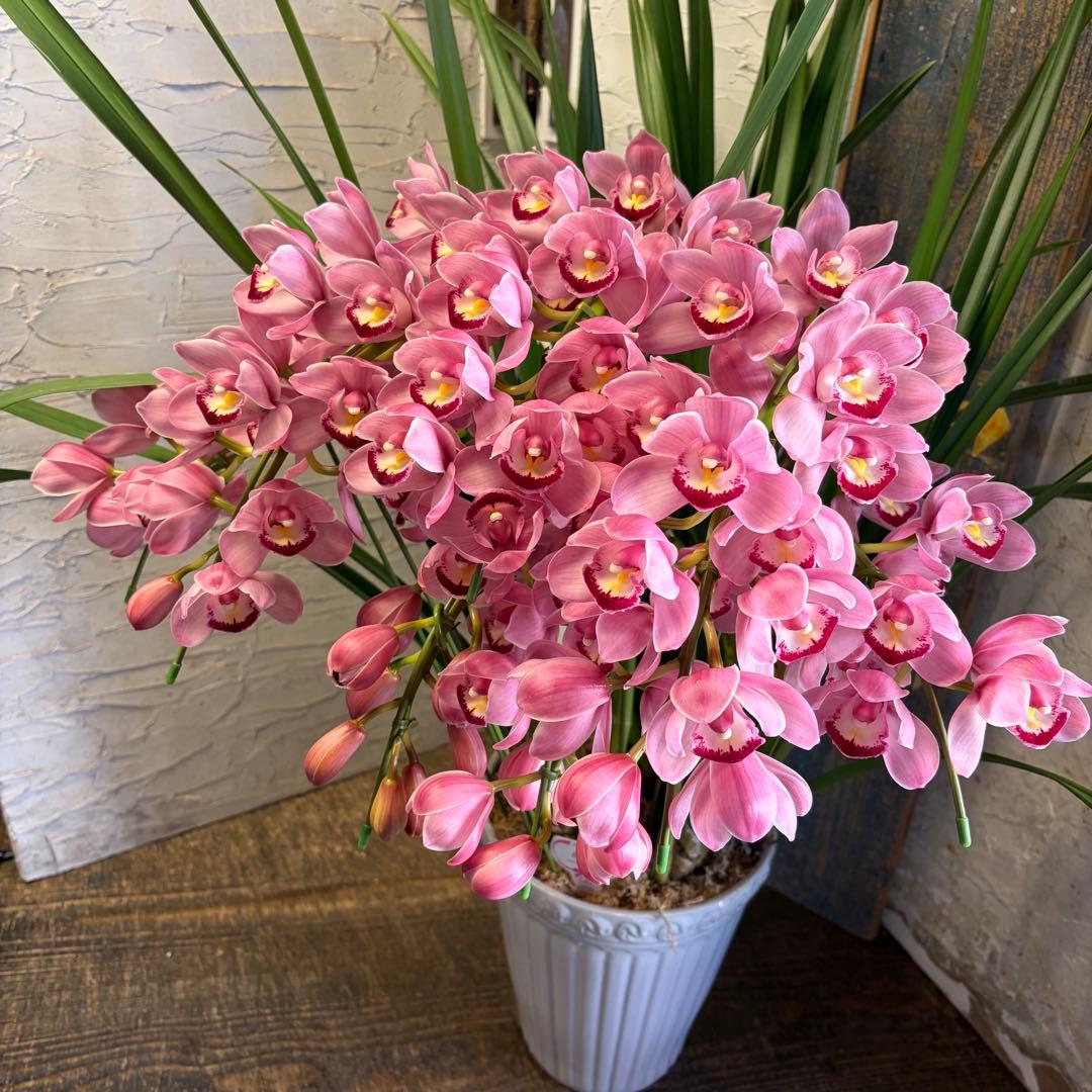 特選】 シンビジューム 苺の雫 アーチ 7寸7本立ち - メルカリ