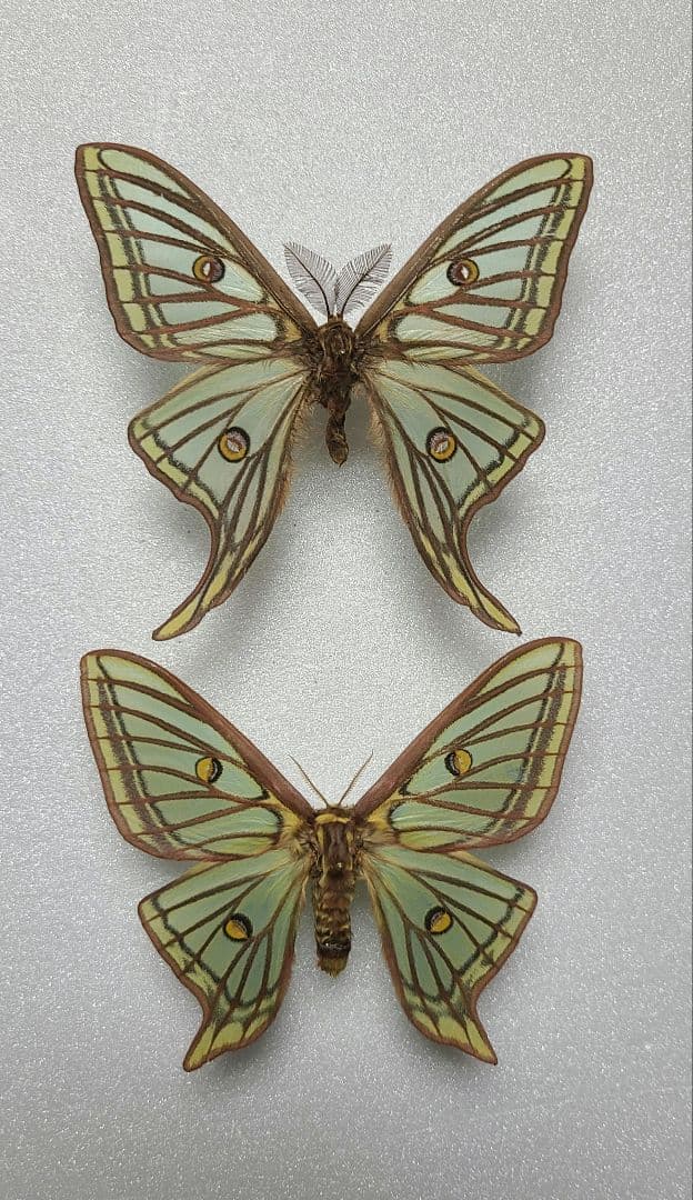 蛾 標本 イザベラミズアオ - メルカリ