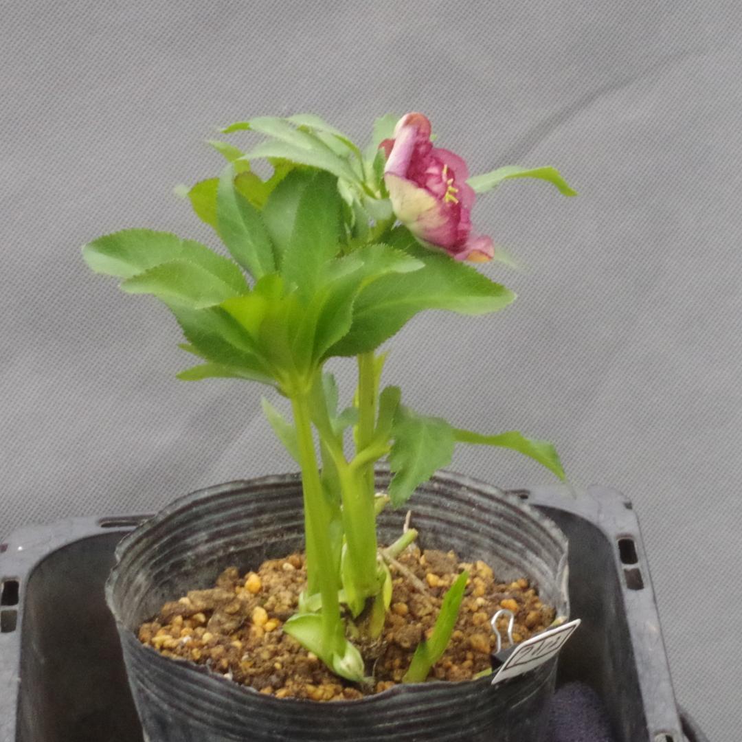 7612 認定！ シャガール クリスマスローズ開花 加藤農園