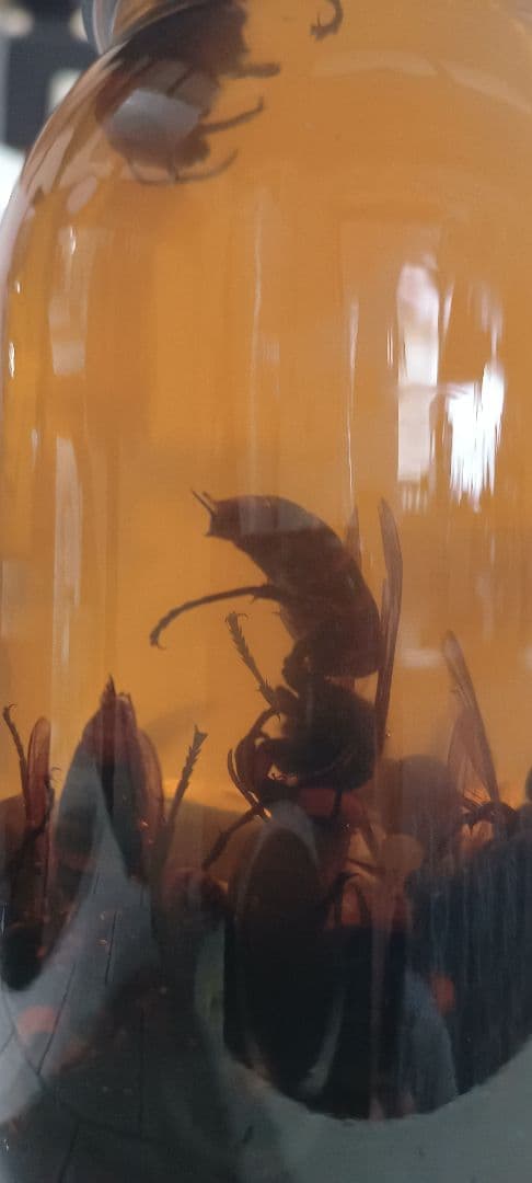 ③オオスズメバチ入り焼酎 900ml