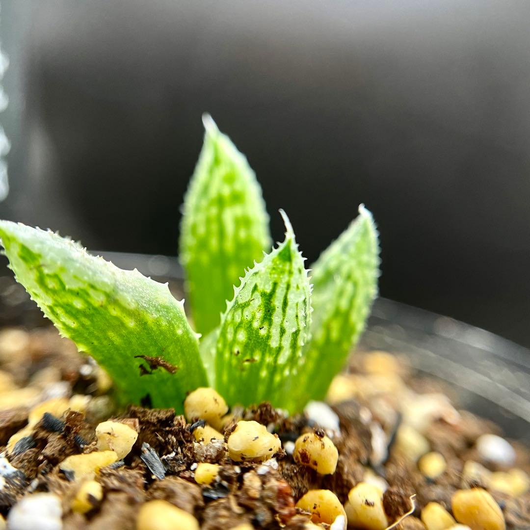 ハオルチア 闇の森(ハオルシア多肉植物) - メルカリ