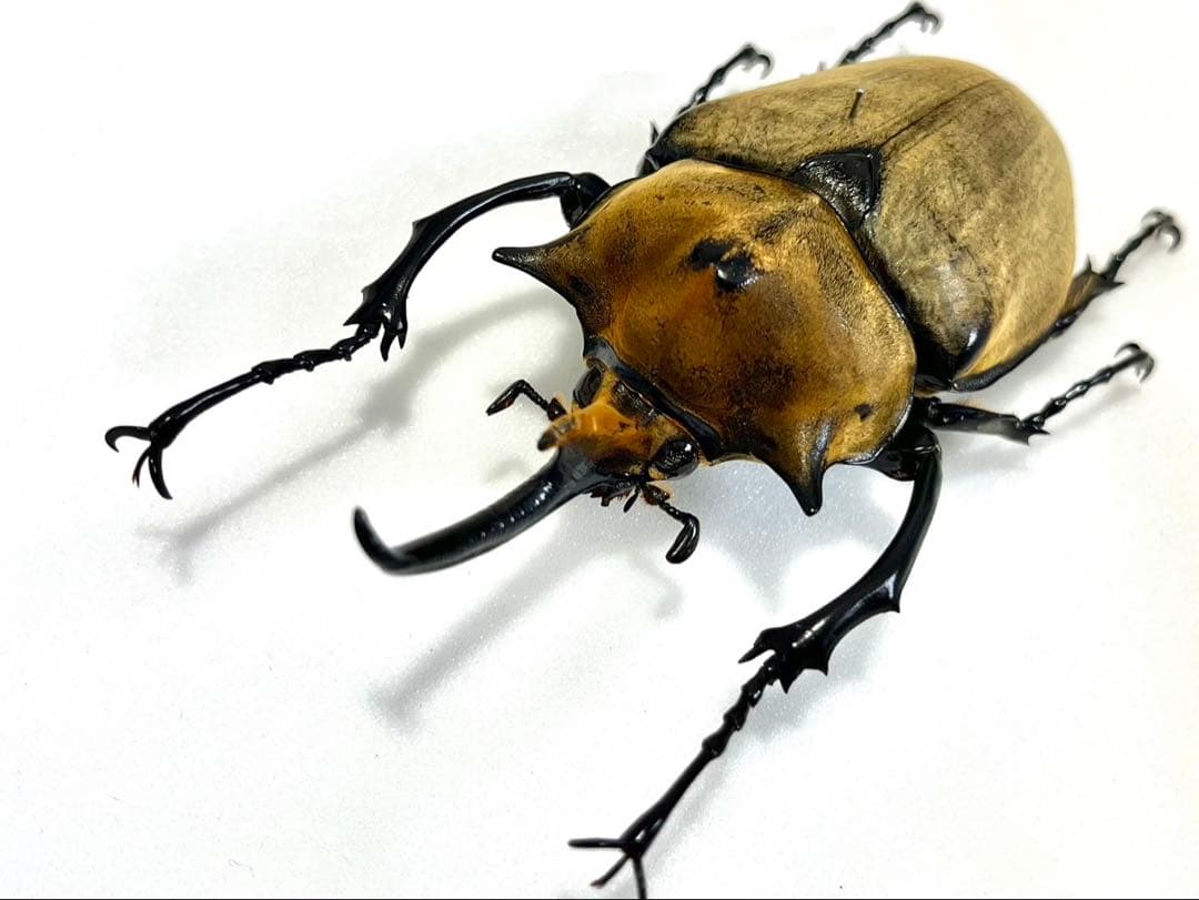 エレファスゾウカブト 112mm 標本 エレファスゾウカブト♂105mm 標本 - メルカリ
