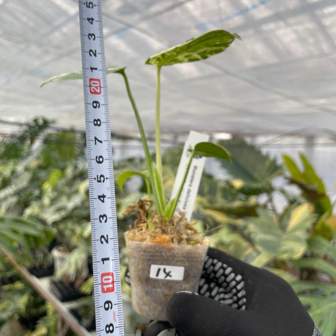 14モンステラ デリシオーサ ベトシオーサ 2寸ポリポット ネコポス発送