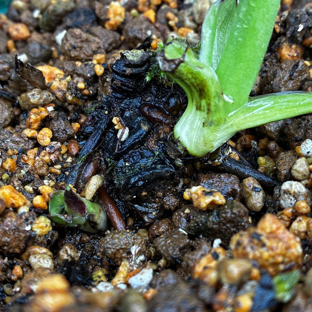 ま*こ様 3554☘️ラスト2☘️蕾花付☘️親株☘️特大7号⭐️黒タグ付(入手時