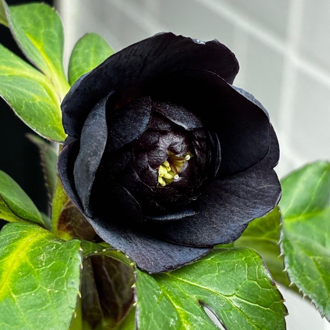 ま*こ様 3554☘️ラスト2☘️蕾花付☘️親株☘️特大7号⭐️黒タグ付(入手時