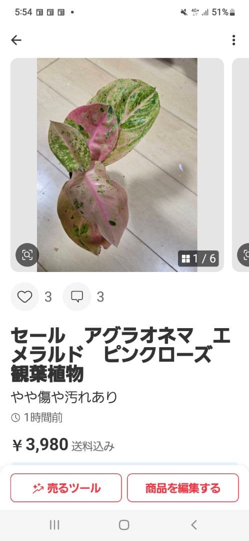 セール　アグラオネマ　エメラルド　ピンクローズ　観葉植物 ピンクエメラルド♡アグラオネマ♡レア品種♡観葉植物 アートフラワー