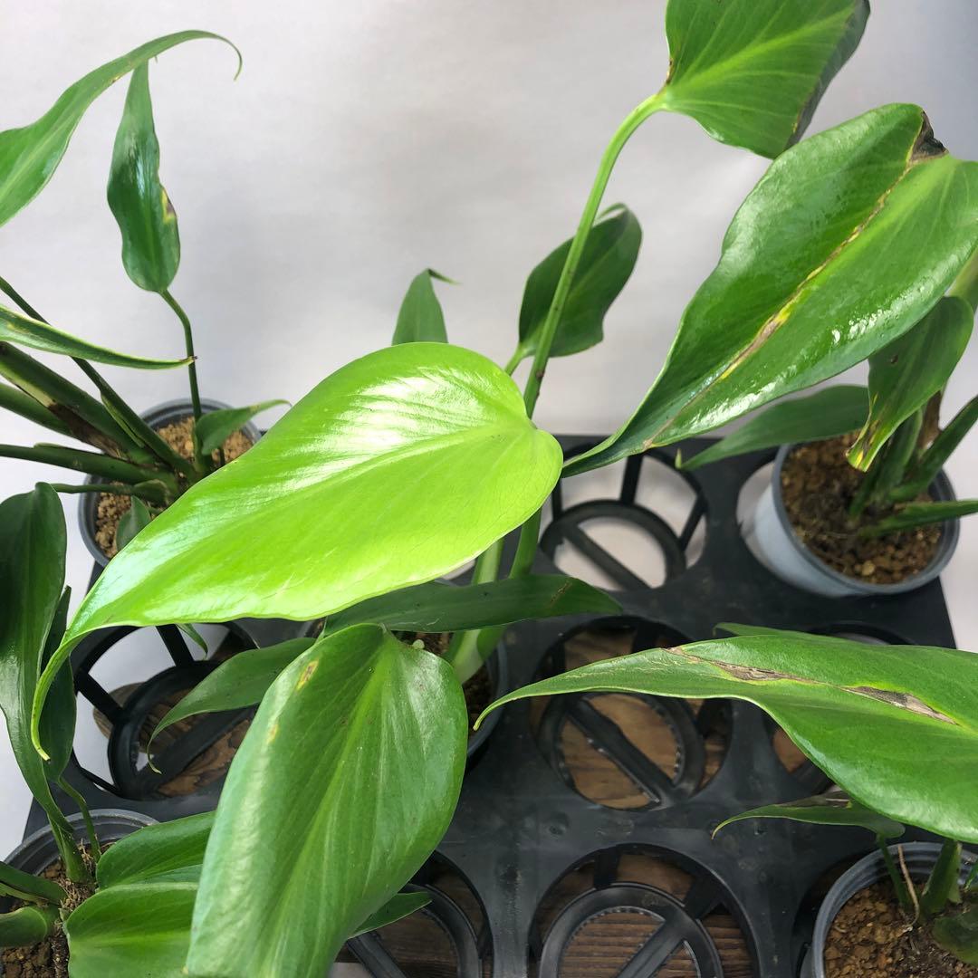 5株セットms58訳ありモンステラ バールマルクスフレーム - メルカリ