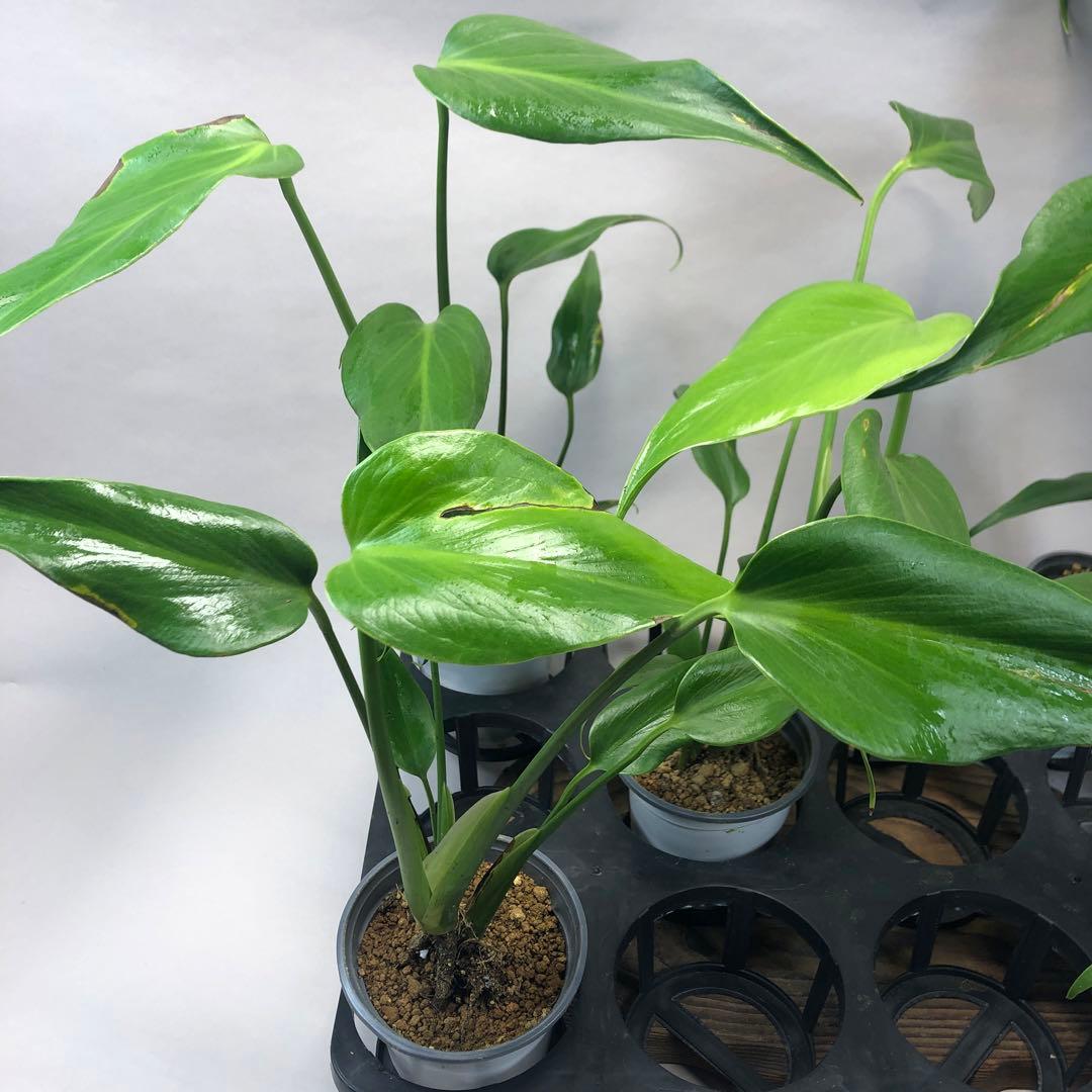 5株セットms58訳ありモンステラ バールマルクスフレーム - メルカリ