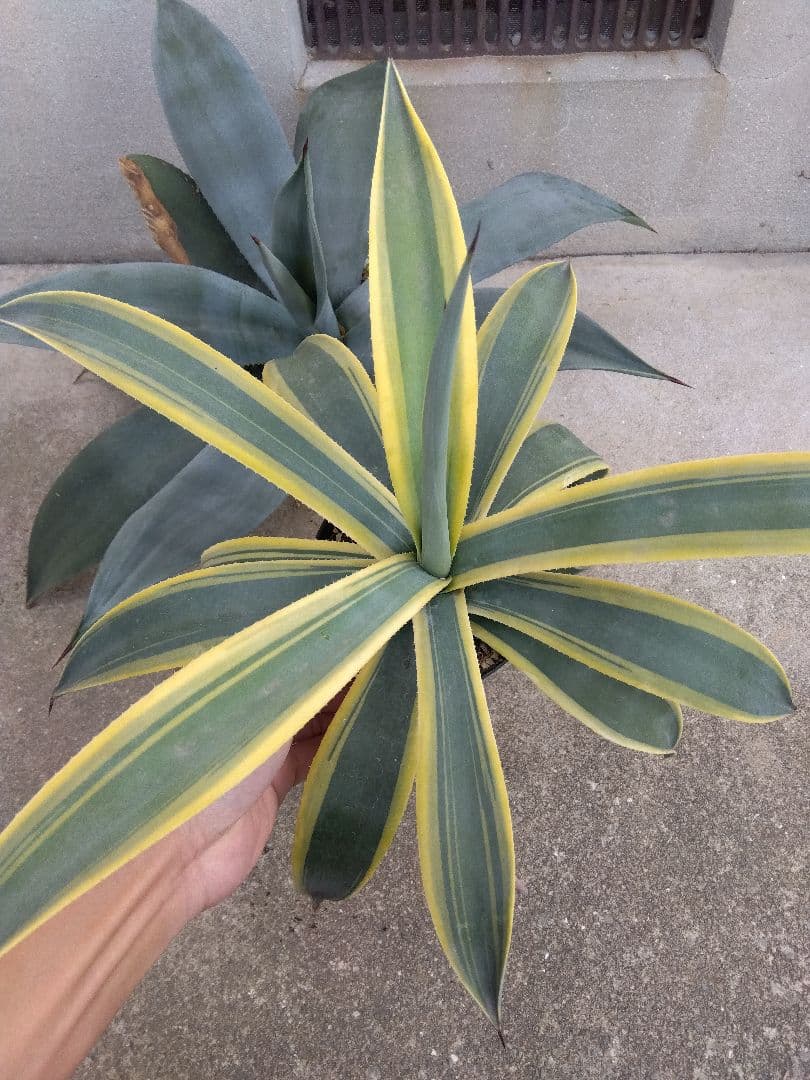 ☆JUN☆同梱価格　 ウェベリー　40＆70センチ