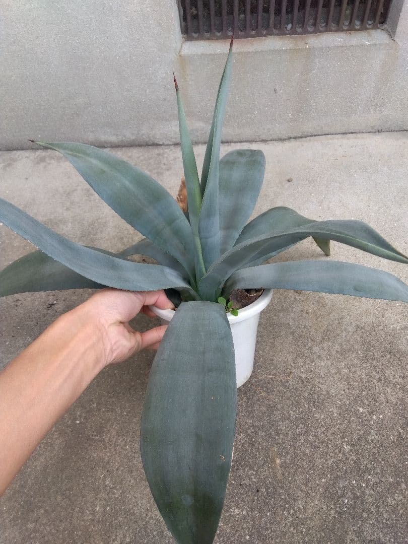 ☆JUN☆同梱価格　 ウェベリー　40＆70センチ