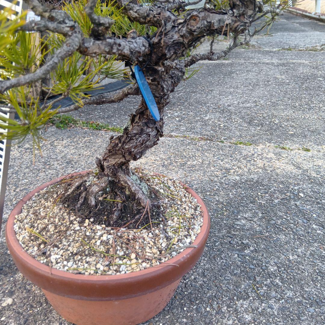 黒松（山木かなり年数持ち込み古い） - メルカリ