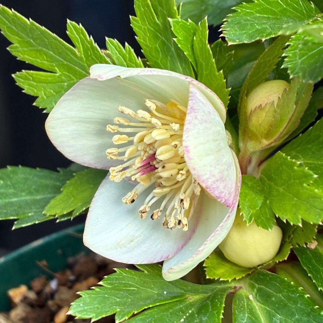 b*o様 3472☘️蕾タグ付☘️SD⭐️マリエ⭐️超小〜小輪カップ⭐️オーレア