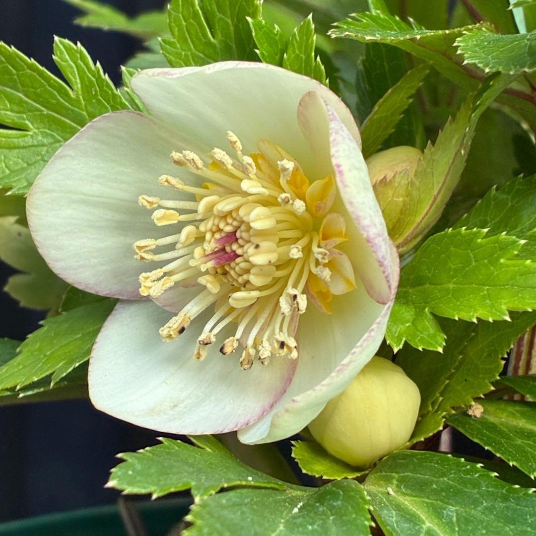 b*o様 3472☘️蕾タグ付☘️SD⭐️マリエ⭐️超小〜小輪カップ⭐️オーレア