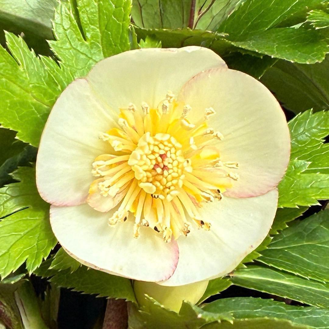 b*o様 3472☘️蕾タグ付☘️SD⭐️マリエ⭐️超小〜小輪カップ⭐️オーレア