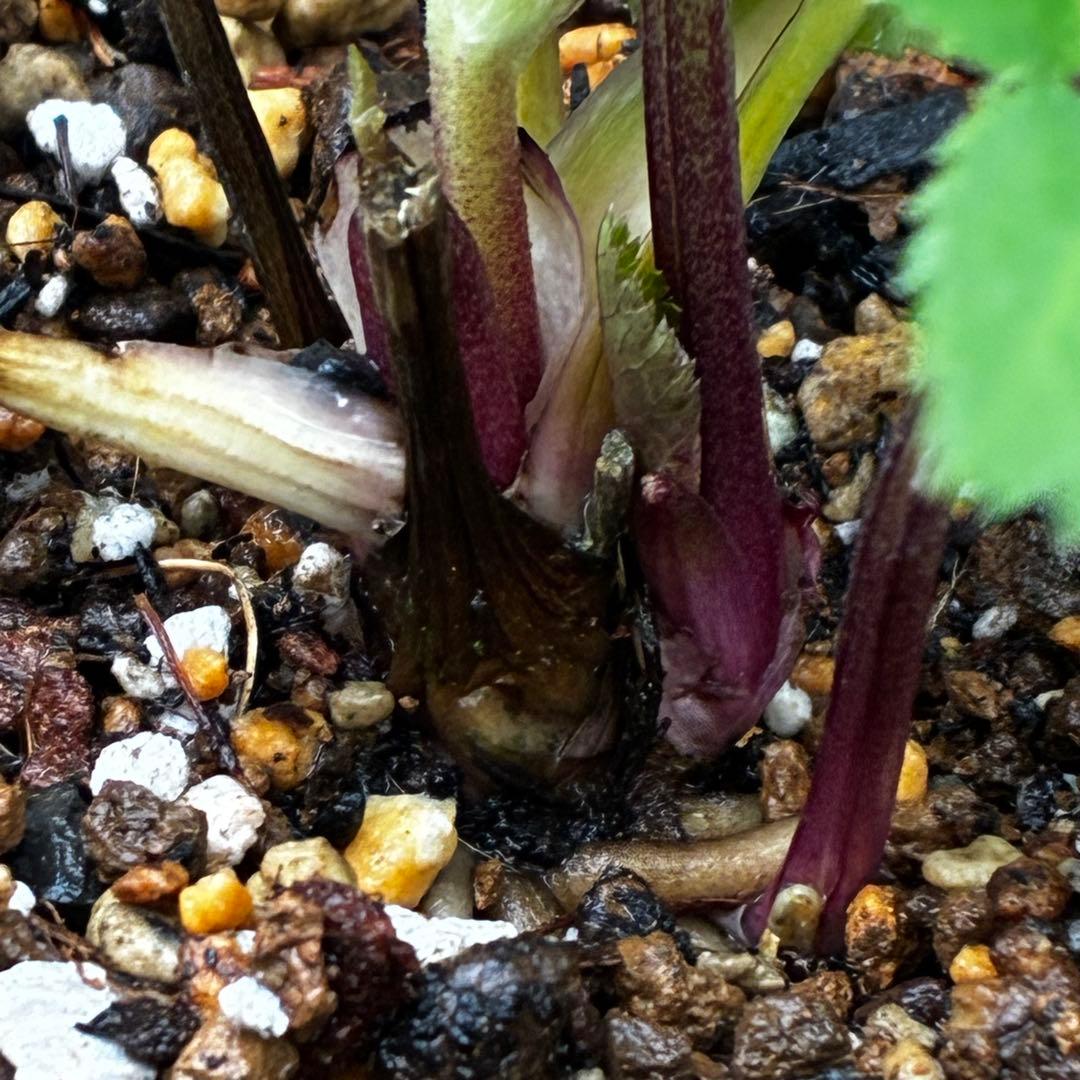 b*o様 3472☘️蕾タグ付☘️SD⭐️マリエ⭐️超小〜小輪カップ⭐️オーレア