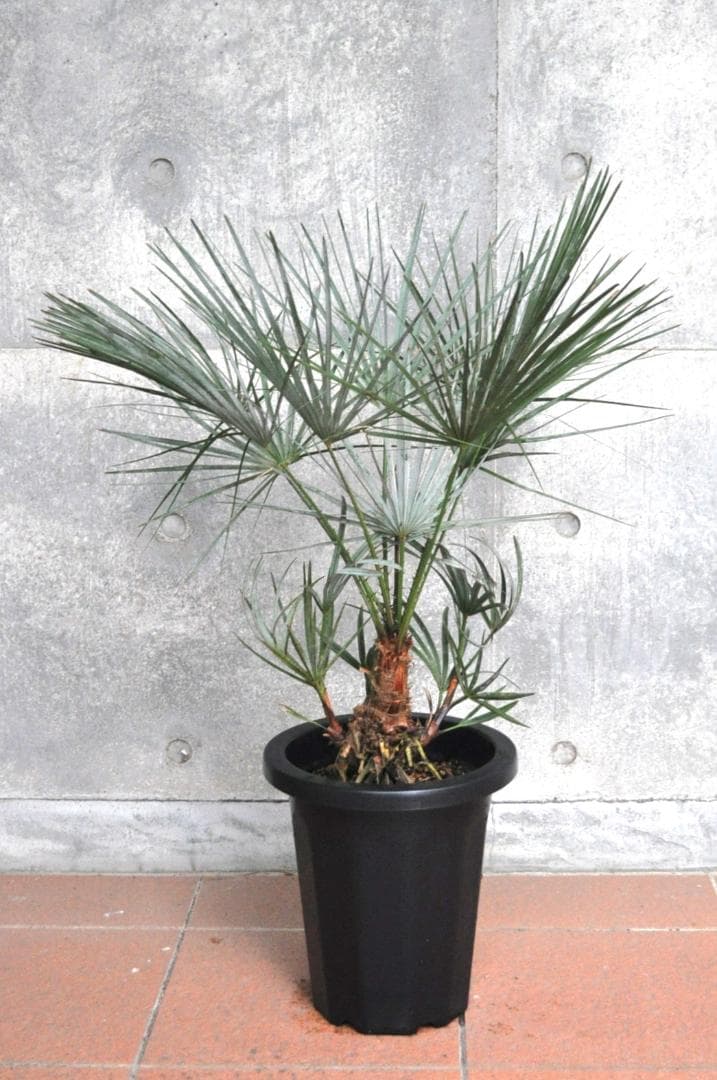 チャメロプス セリフェラ 8号 83cm