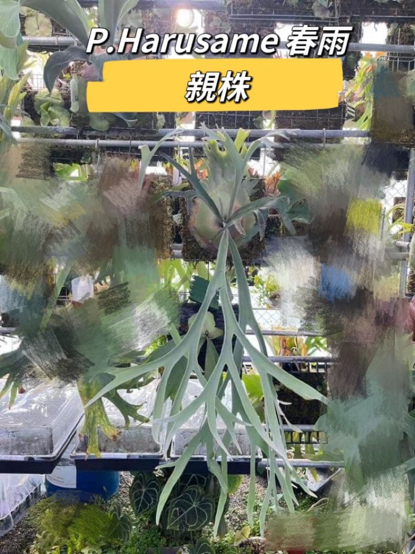 ビカクシダ 春雨p.harusame (Lemoinei×willinckii) - メルカリ