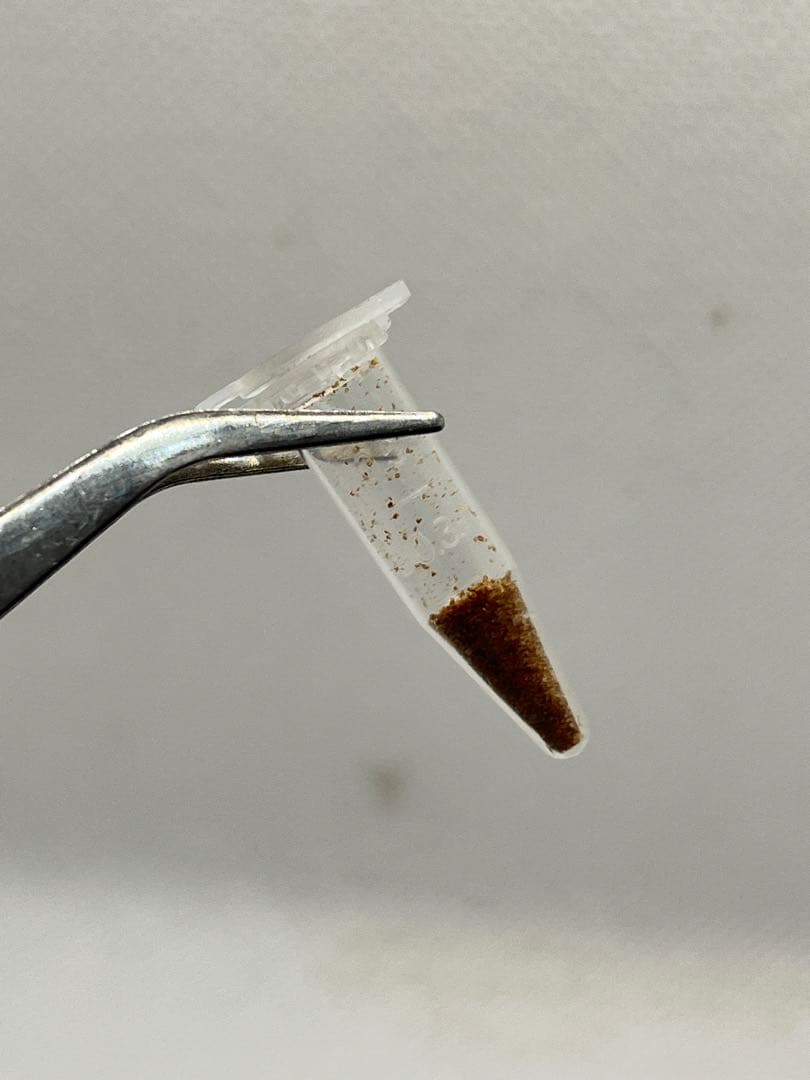 ビカクシダ 春雨p.harusame (Lemoinei×willinckii) - メルカリ