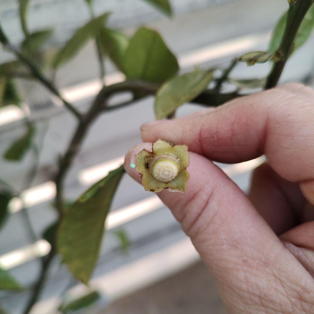 スイーティー 5年生 ラスト1本