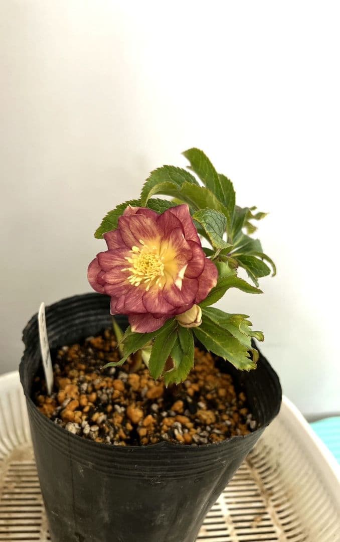 クリスマスローズ 広瀬園芸さん オーレア dd 苗 - メルカリ